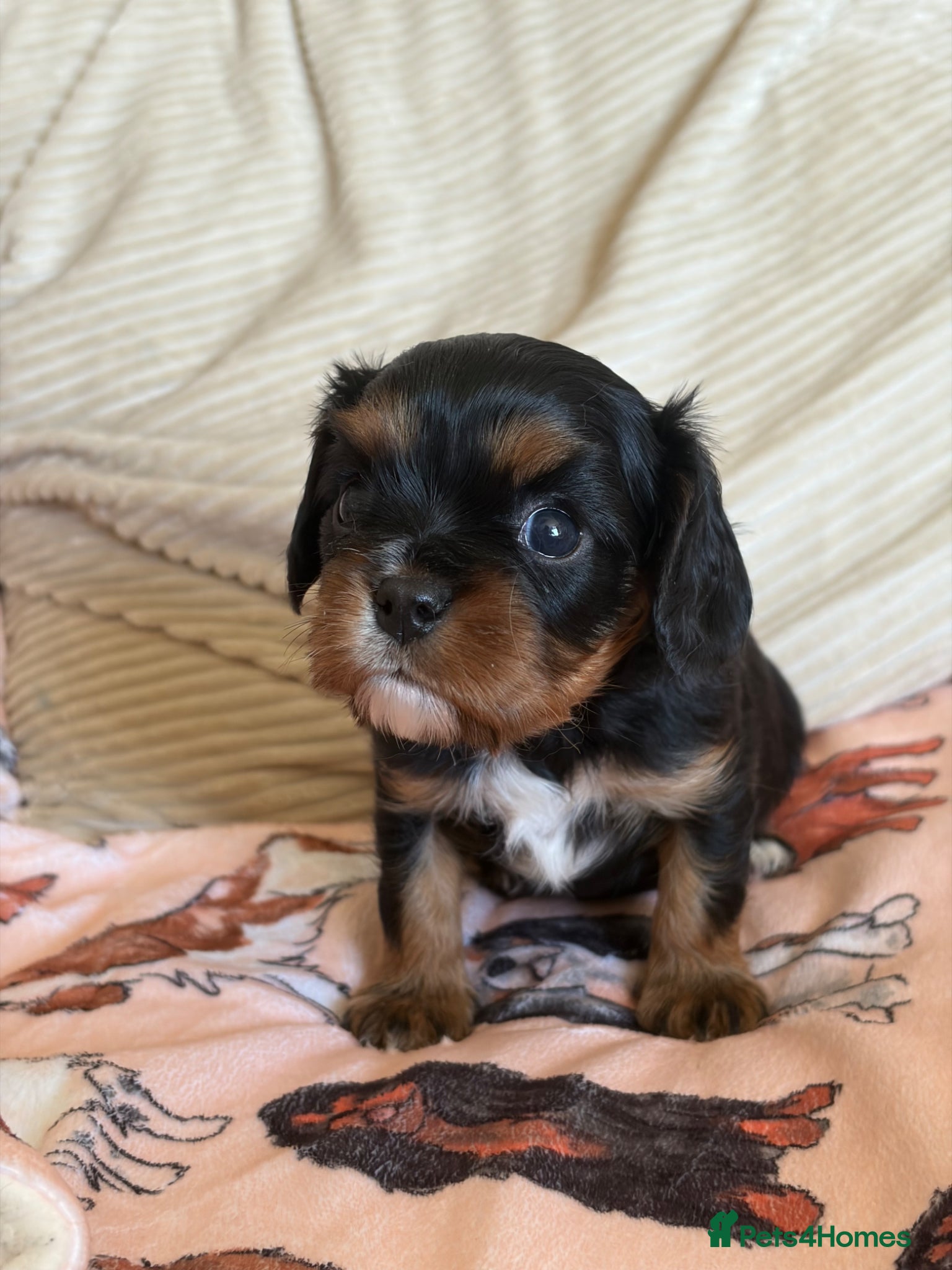 Cavalier King Charles Spaniel dogs Beautiful KC Reg Cavalier King Charles Girl  - Advert 1