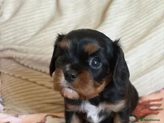Cavalier King Charles Spaniel dogs Beautiful KC Reg Cavalier King Charles Girl - Advert 3