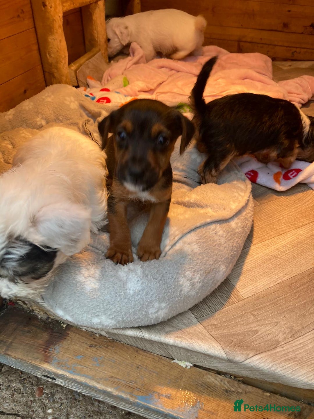Mixed Breed dogs for sale: Lakeland crossed Sealyham terrier  - Advert 2
