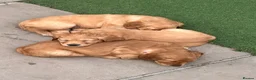 Golden Retriever dogs for sale: Beautiful family raised fox red golden retriever.  - Advert 15