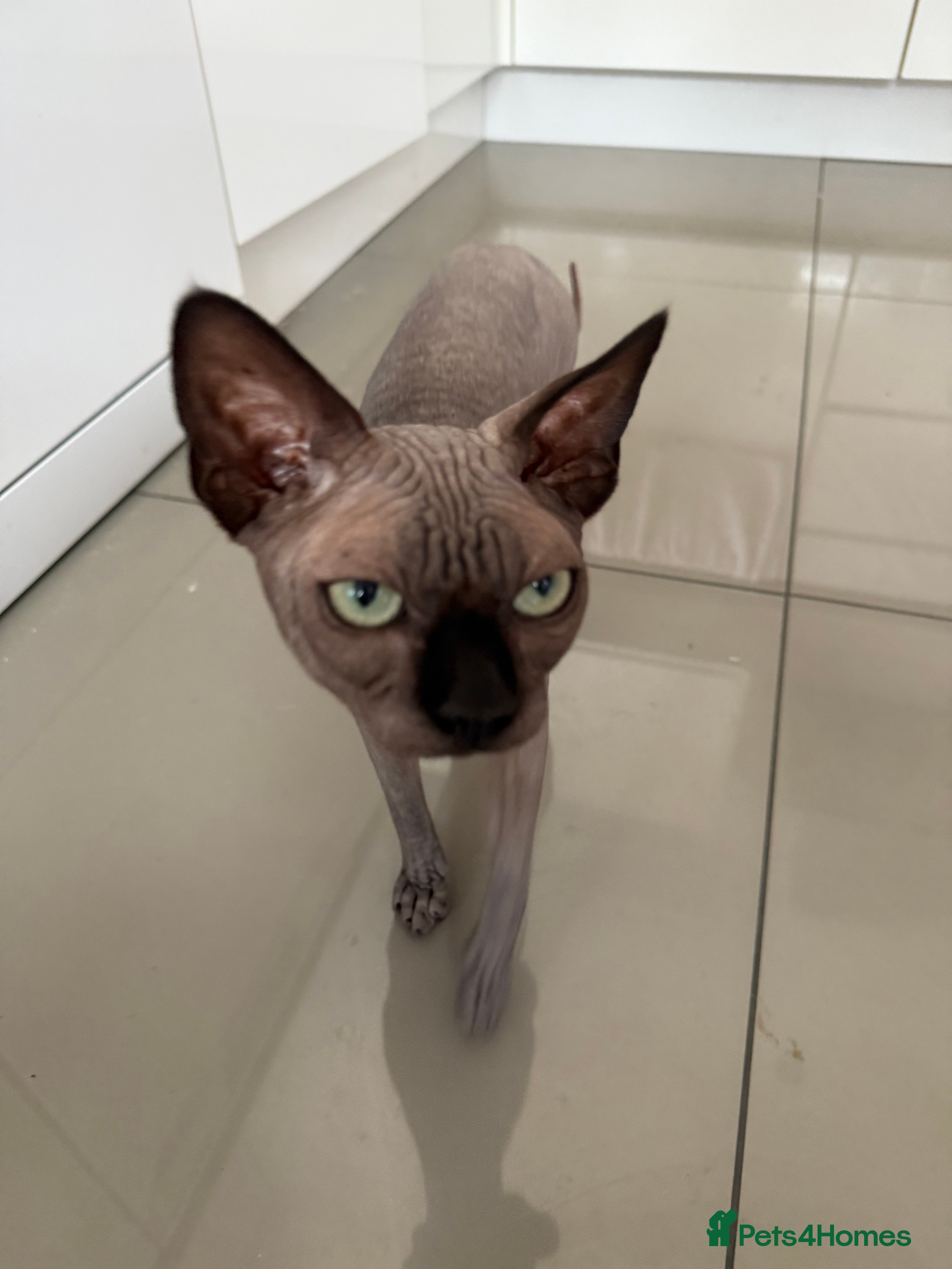 Sphynx cats TICA Registered Active,Canadian Sphynx is for STUD - Advert 7