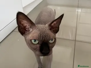 Sphynx cats TICA Registered Active,Canadian Sphynx is for STUD - Advert 8