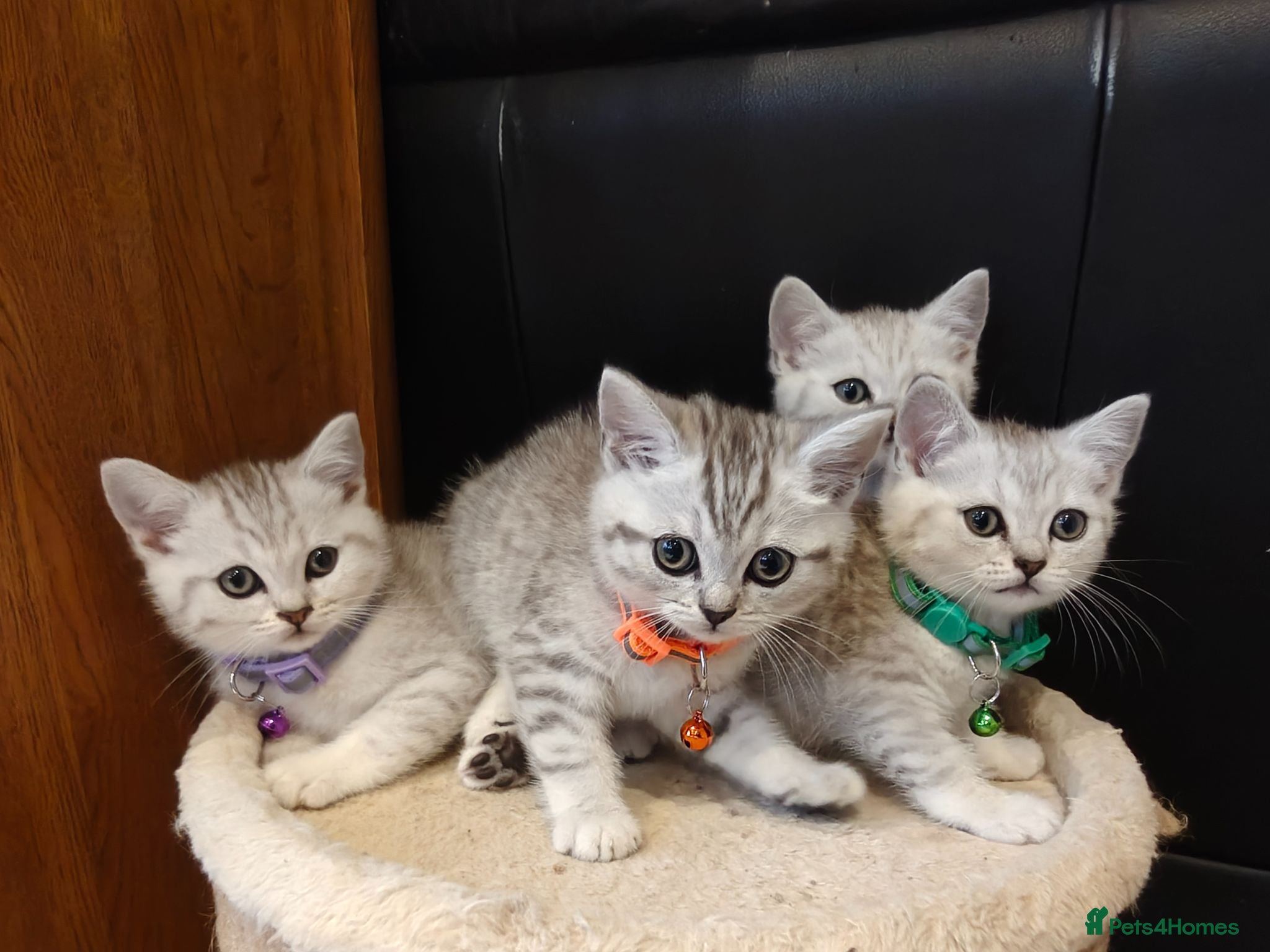 Scottish Fold cats Scottish fold and straight kittens. - Advert 5