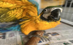 Macaws birds for sale: Hand reared blue & gold Macaw Chick - Image 15