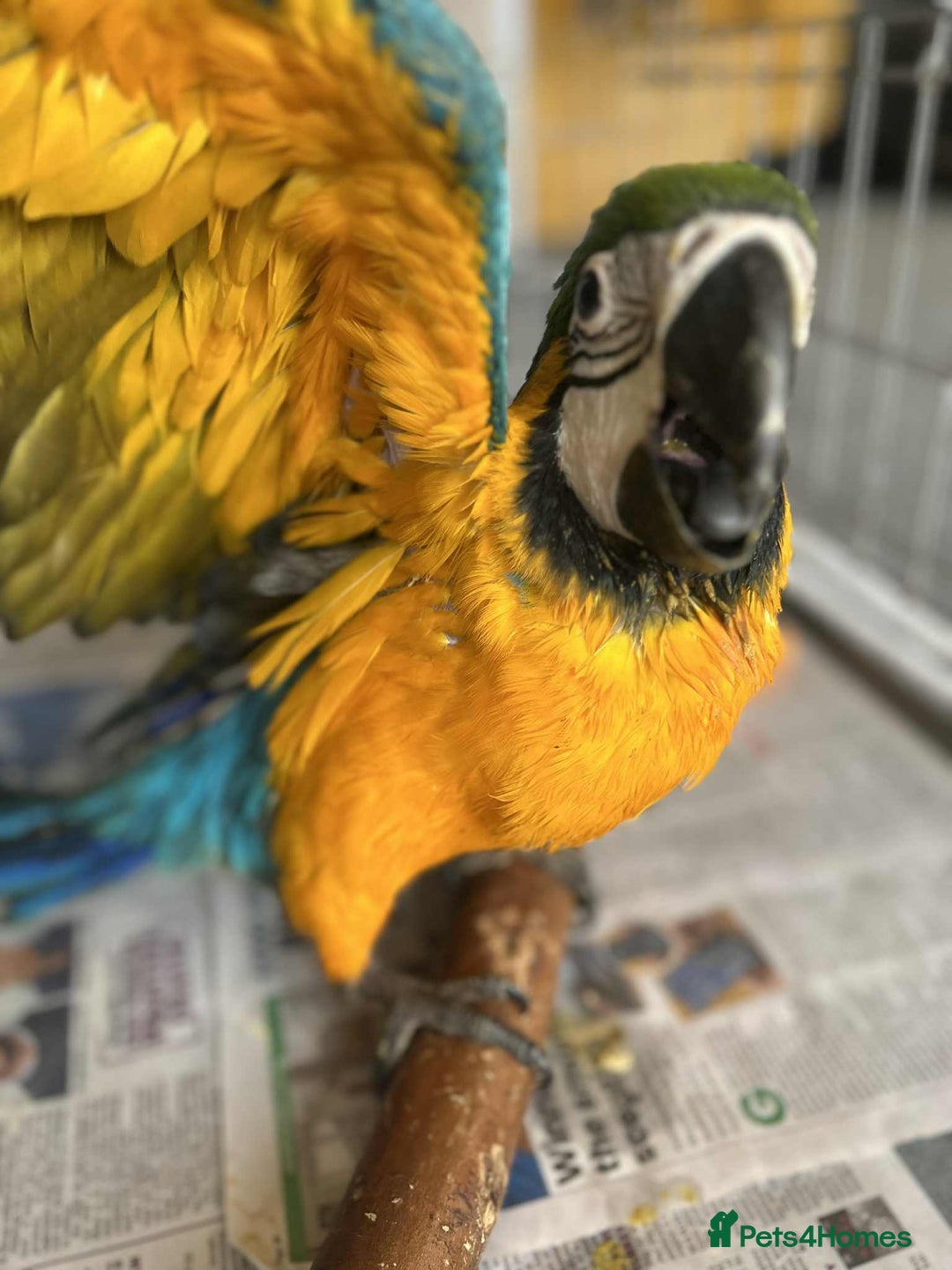 Macaws birds for sale: Hand reared blue & gold Macaw Chick - Image 15
