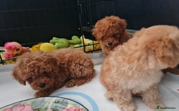 Toy Poodle dogs for sale: Tiny kc Russian background toy poodle poppies  - Image 25