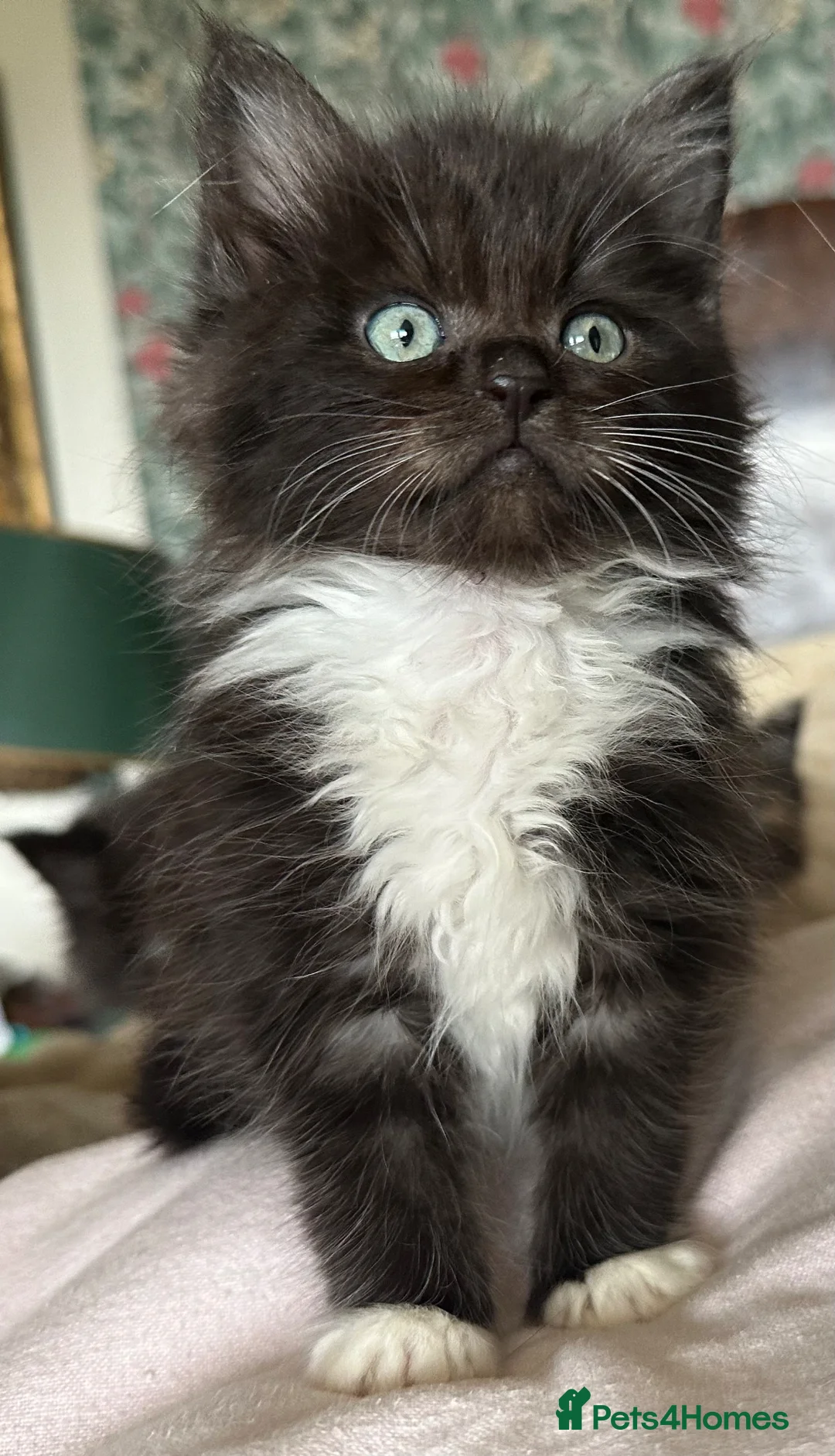 Ragcoon cats for sale: Ragdoll x Maine Coon  - Advert 2