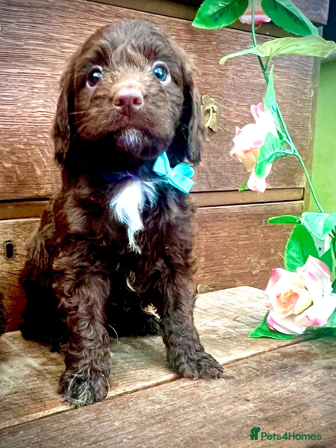 Sproodle dogs for sale: Merle and Chocolate F1  Sproodles  - Advert 40