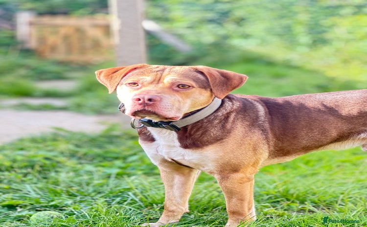 Mixed Breed dogs - Advert 1