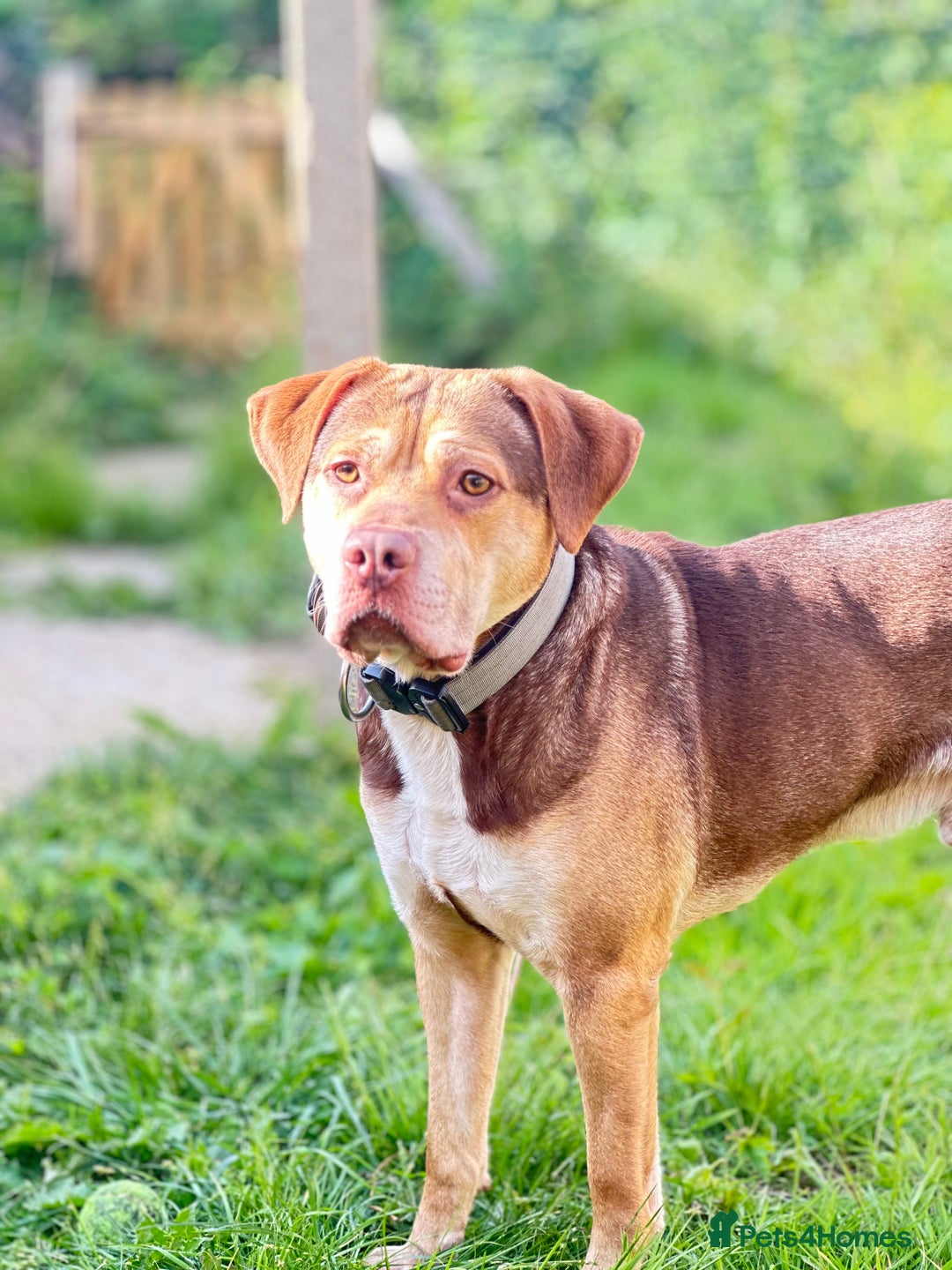 Mixed Breed dogs for adoption: Beautiful family dog - Image 1