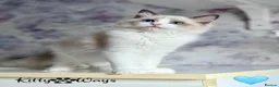 Ragdoll cats for sale: 🐾🩷*TICA REG* EU RAGDOLL KITTENS🌟 DNA CLEAR 🩵🐾 - Advert 8