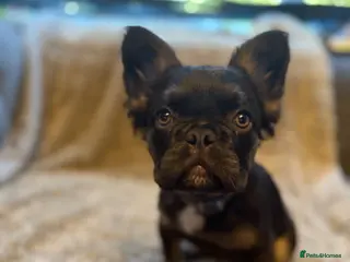 French Bulldog dogs Male fluffy French bulldog - Advert 1