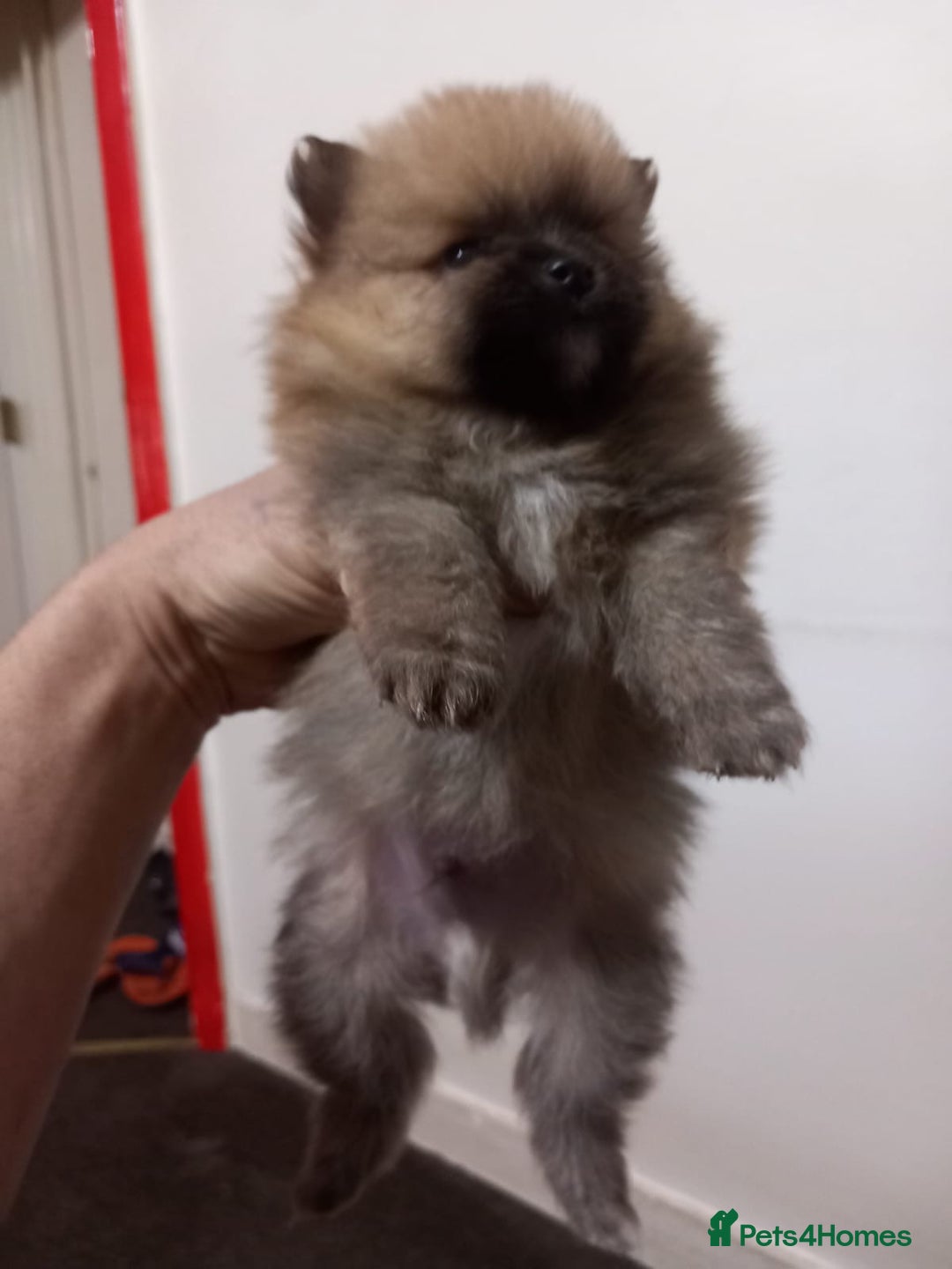 Pomeranian dogs for sale: Puppy’s for sale 8 weeks old  - Advert 11