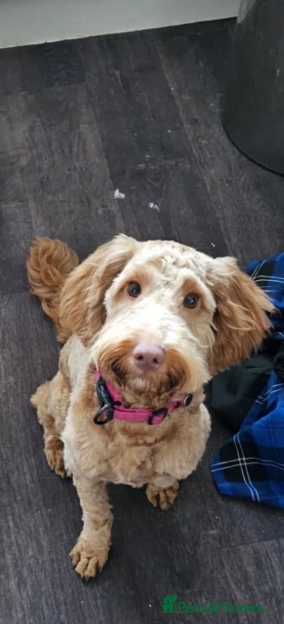 Cockapoo dogs Poppy - Advert 1