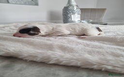 Cocker Spaniel dogs for sale: Stunning litter of cocker spaniels  - Image 11