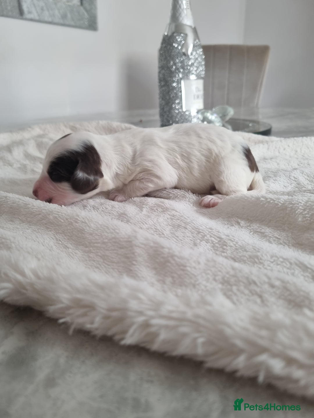Cocker Spaniel dogs for sale: Stunning litter of cocker spaniels  - Image 11