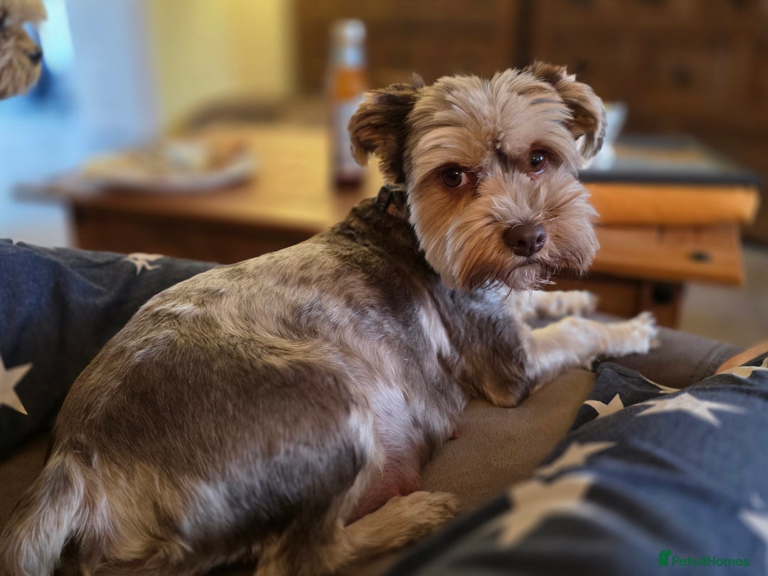 Yorkshire Terrier dogs for sale: Chocolate Yorkshire Terrier  - Image 14