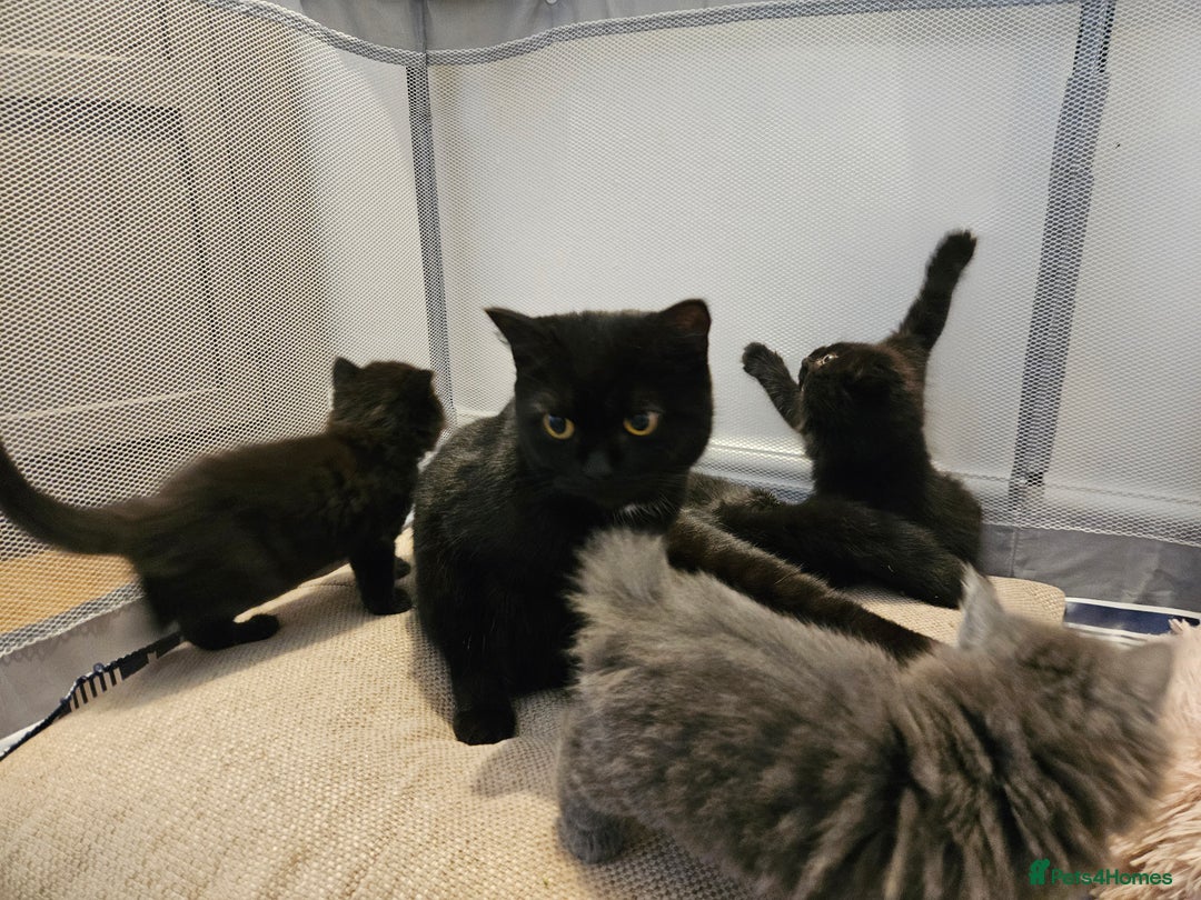 British Shorthair cats for sale: 4 lovely kittens - Image 8