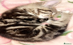 Mixed Breed cats for sale: 13 week old kitten - Image 2