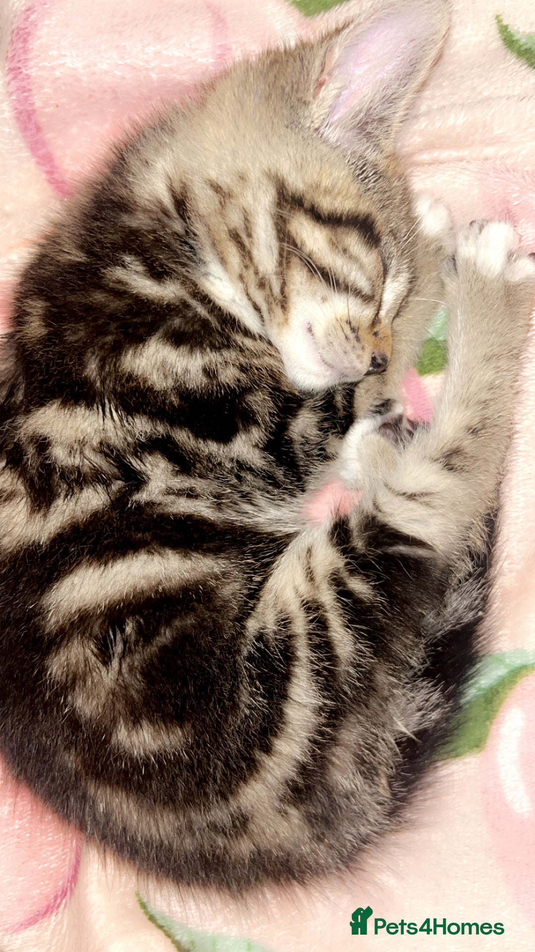 Mixed Breed cats for sale: 13 week old kitten - Image 2