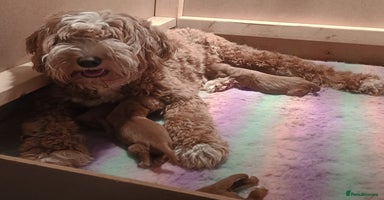 Australian Labradoodle dogs - Advert 1