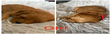 Cavapoo 5