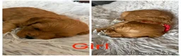 Cavapoo dogs for sale: F1 cavapoo puppies 🐶  - Advert 7