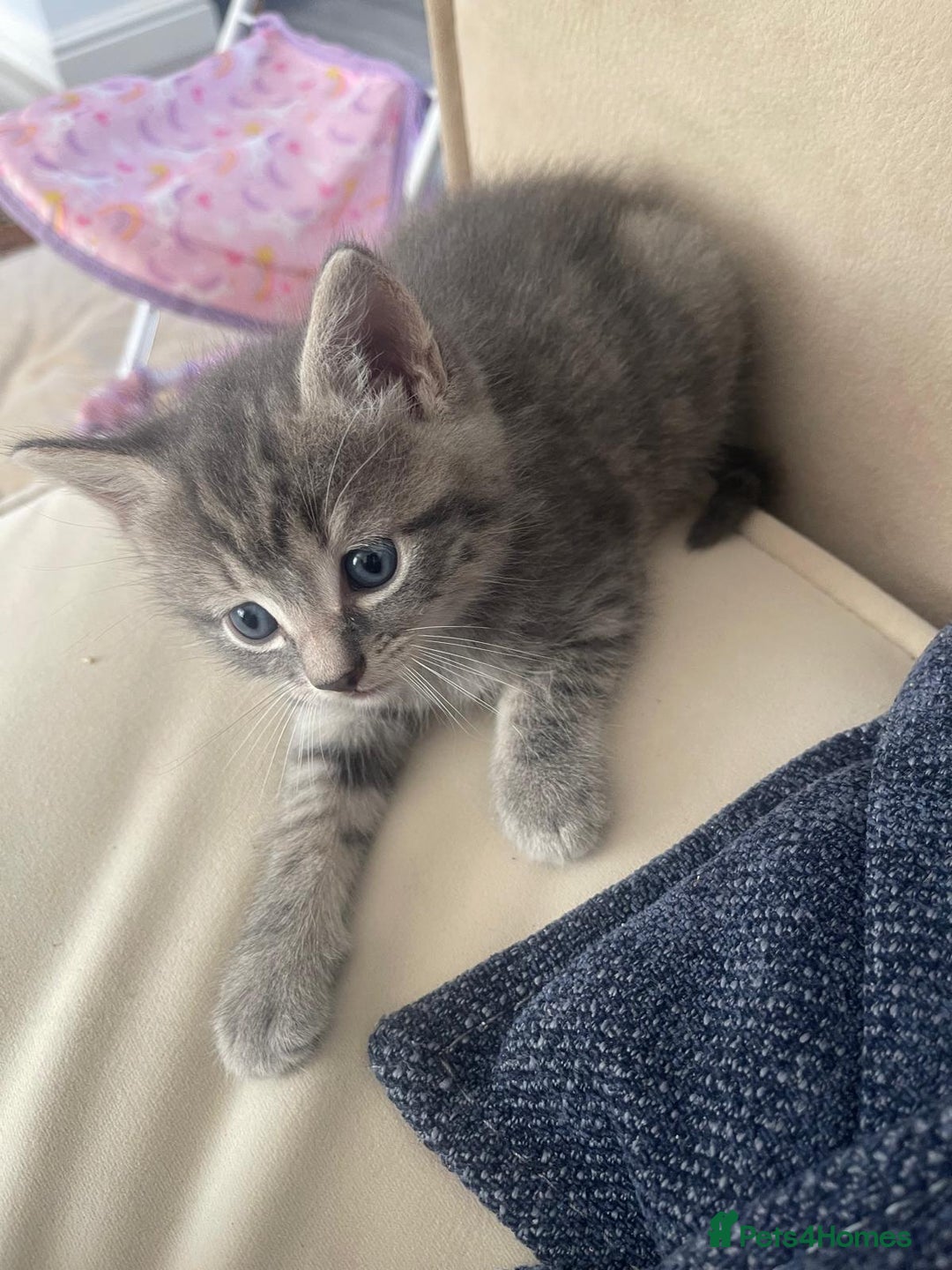 European cats for sale: Kittens for sale - Image 2