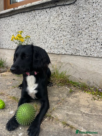 Sprocker dogs - Advert 2
