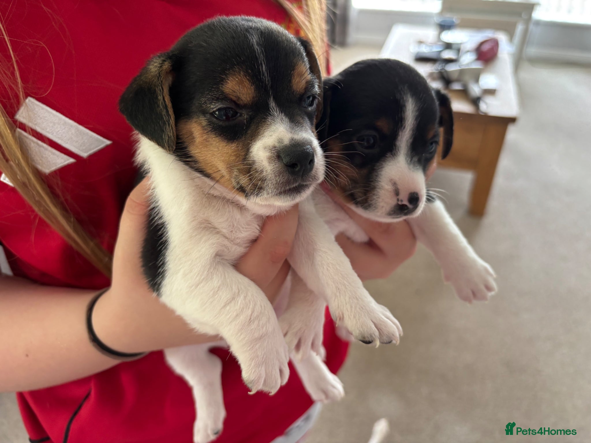 Jack Russell dogs for sale: Minature Jack Russell pups  in Enniskillen - Advert 5
