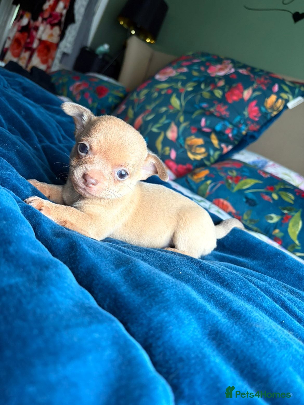 Chihuahua dogs Tiny chihuahuas 😌 - Advert 18