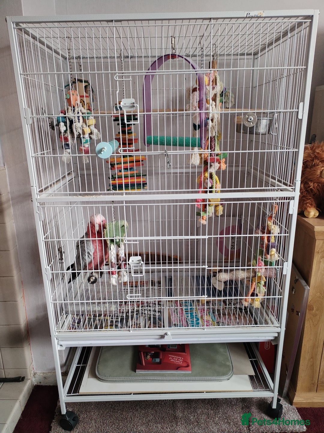 Cockatoo birds for sale: Galah cockatoo  - Image 5