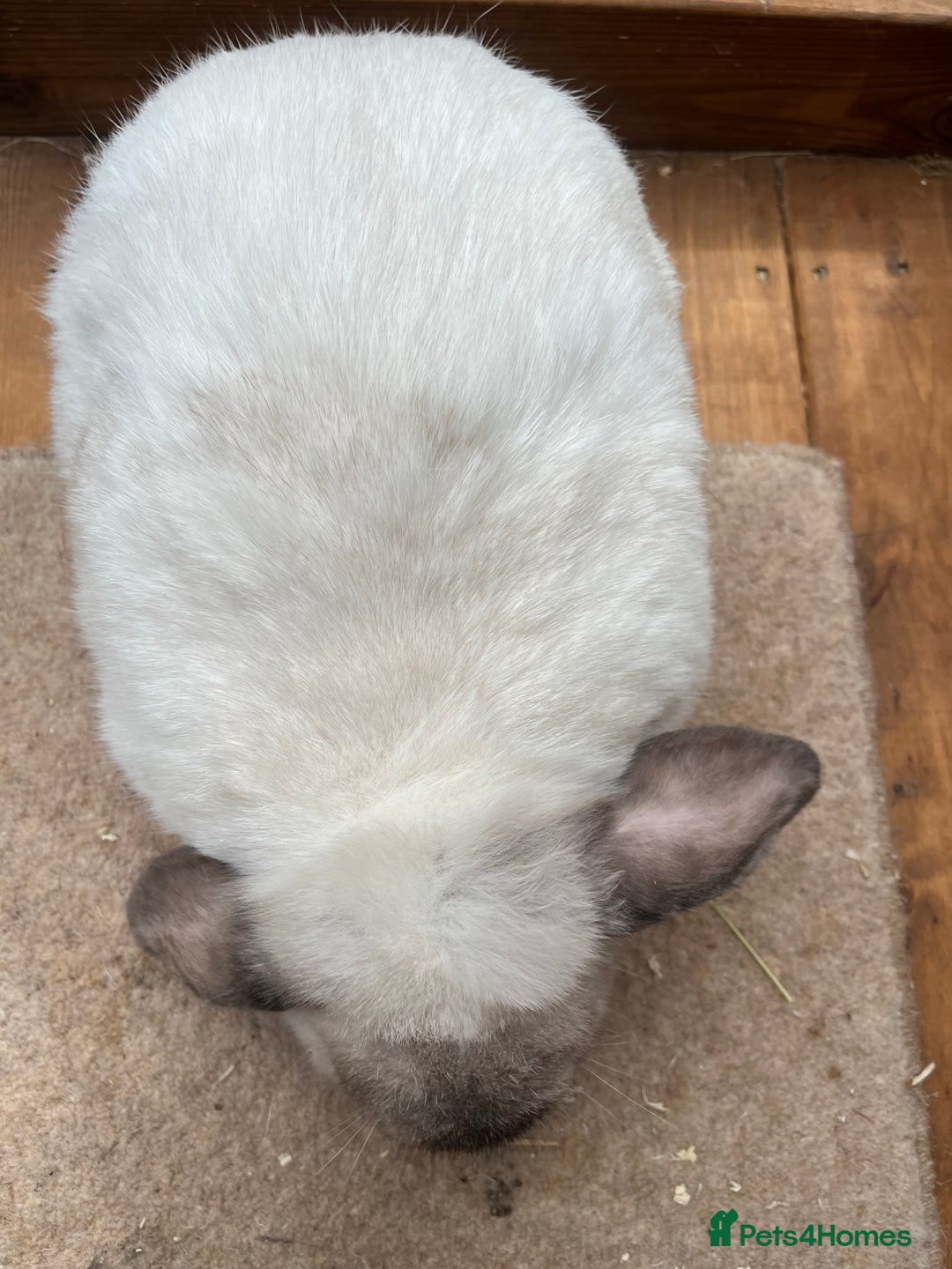 Mini Lop rabbits for sale:  2 females does - Image 3