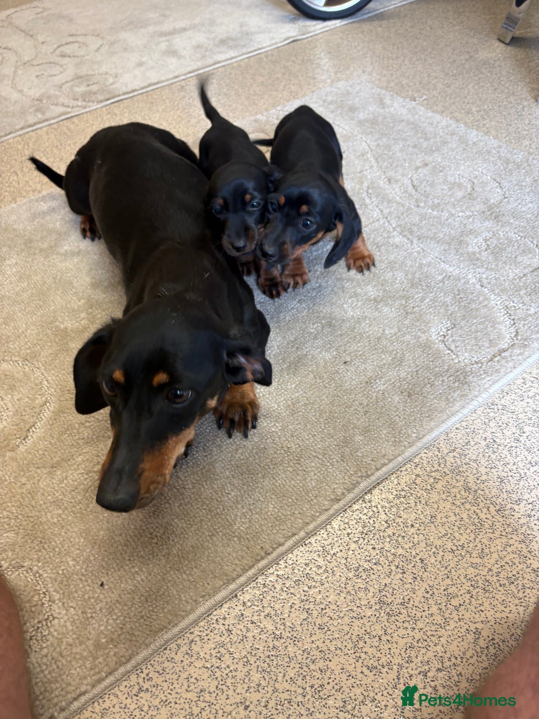 Dachshund dogs for sale: ❤️ Dashound ❤️  - Image 1