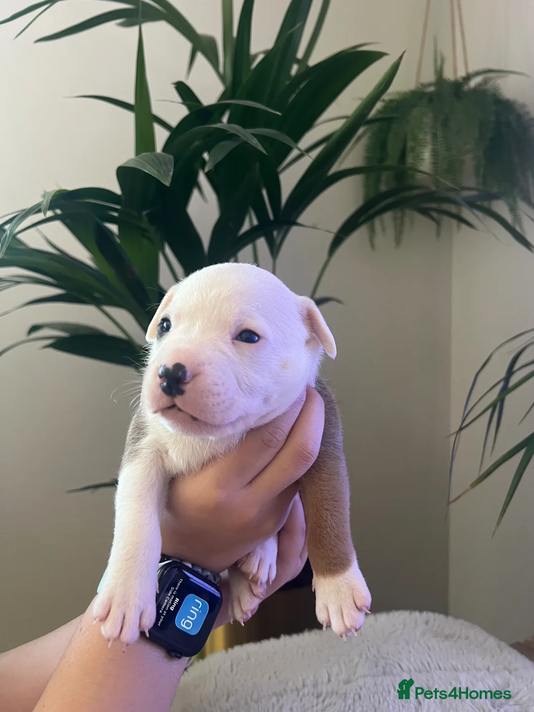 Staffordshire Bull Terrier dogs for sale: Red, red and white pied pups available 🐾 - Advert 13