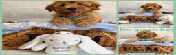 Maltipoo dogs for sale: 💖BEAUTIFUL LICENSED-BRED MALTIPOO💖 in Virginia Water - Advert 9