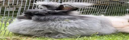 Angora rabbits for sale: Beautiful Angora Babies ready this week - Advert 12