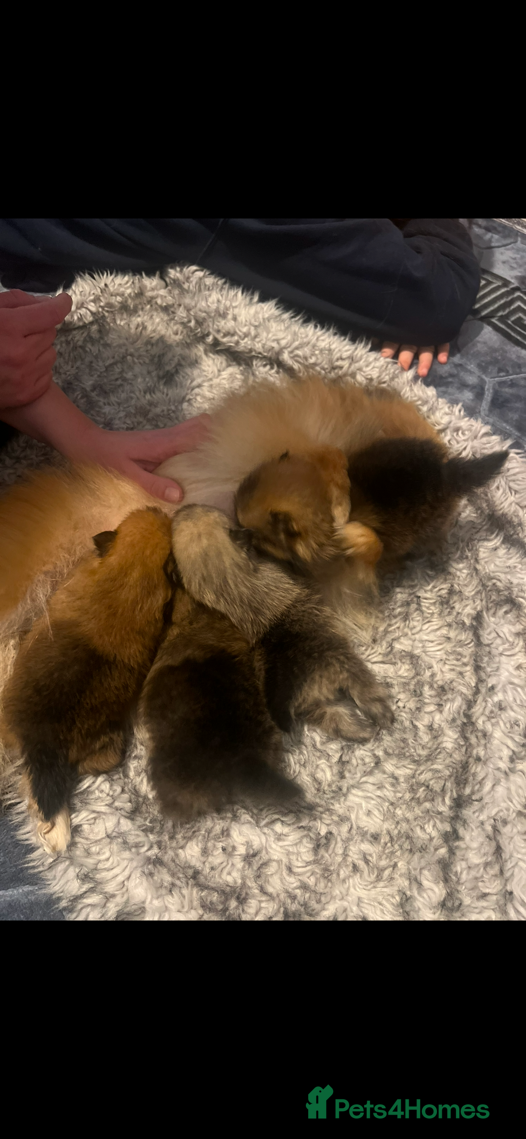 Pomeranian dogs for sale: Pomeranian puppy’s  - Image 5