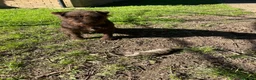 Patterdale Terrier dogs for sale: Patterdale terrier  - Advert 2