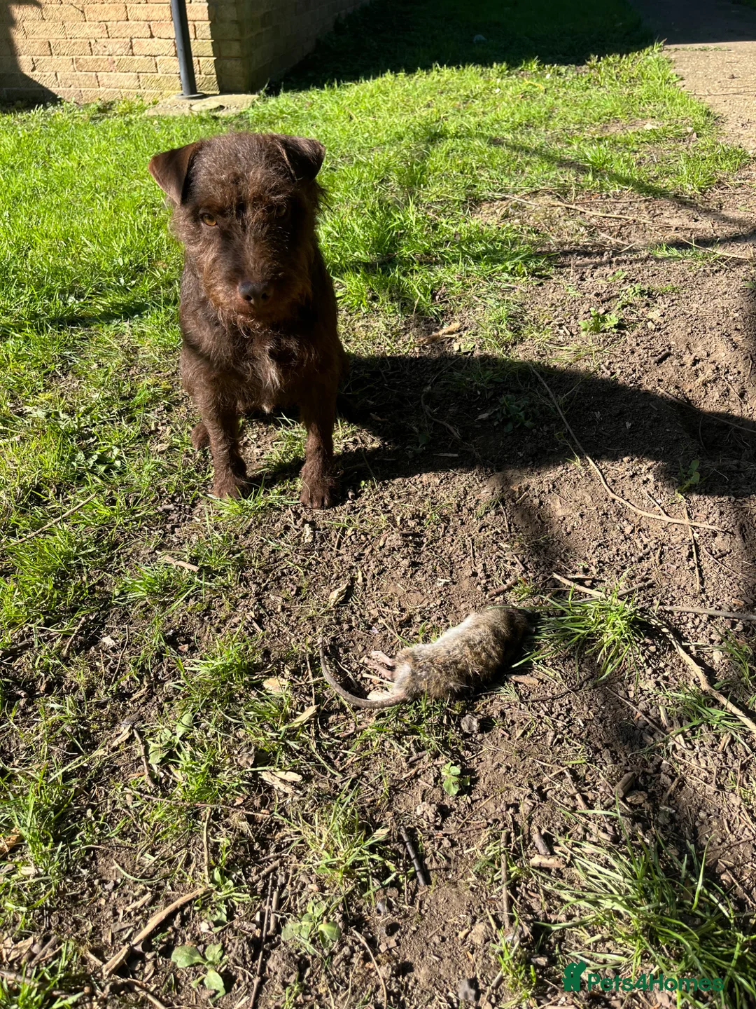 Patterdale Terrier dogs for sale: Patterdale terrier  - Advert 2