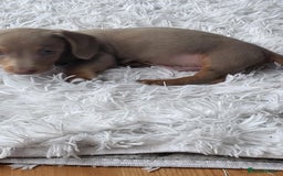 Dachshund dogs for sale: Miniature Isabella daucsunds for sale - Image 7