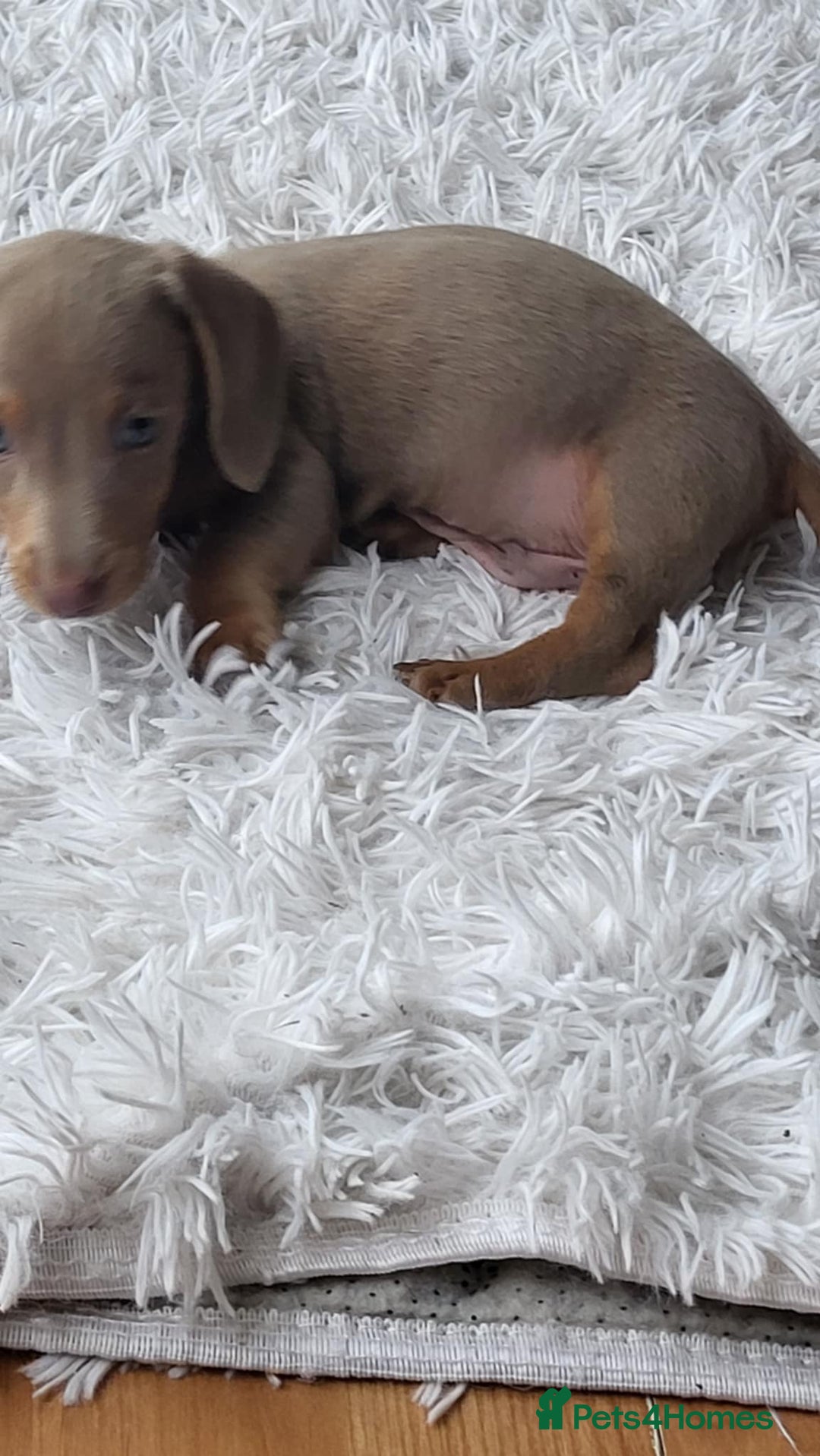 Dachshund dogs for sale: Miniature Isabella daucsunds for sale - Image 7