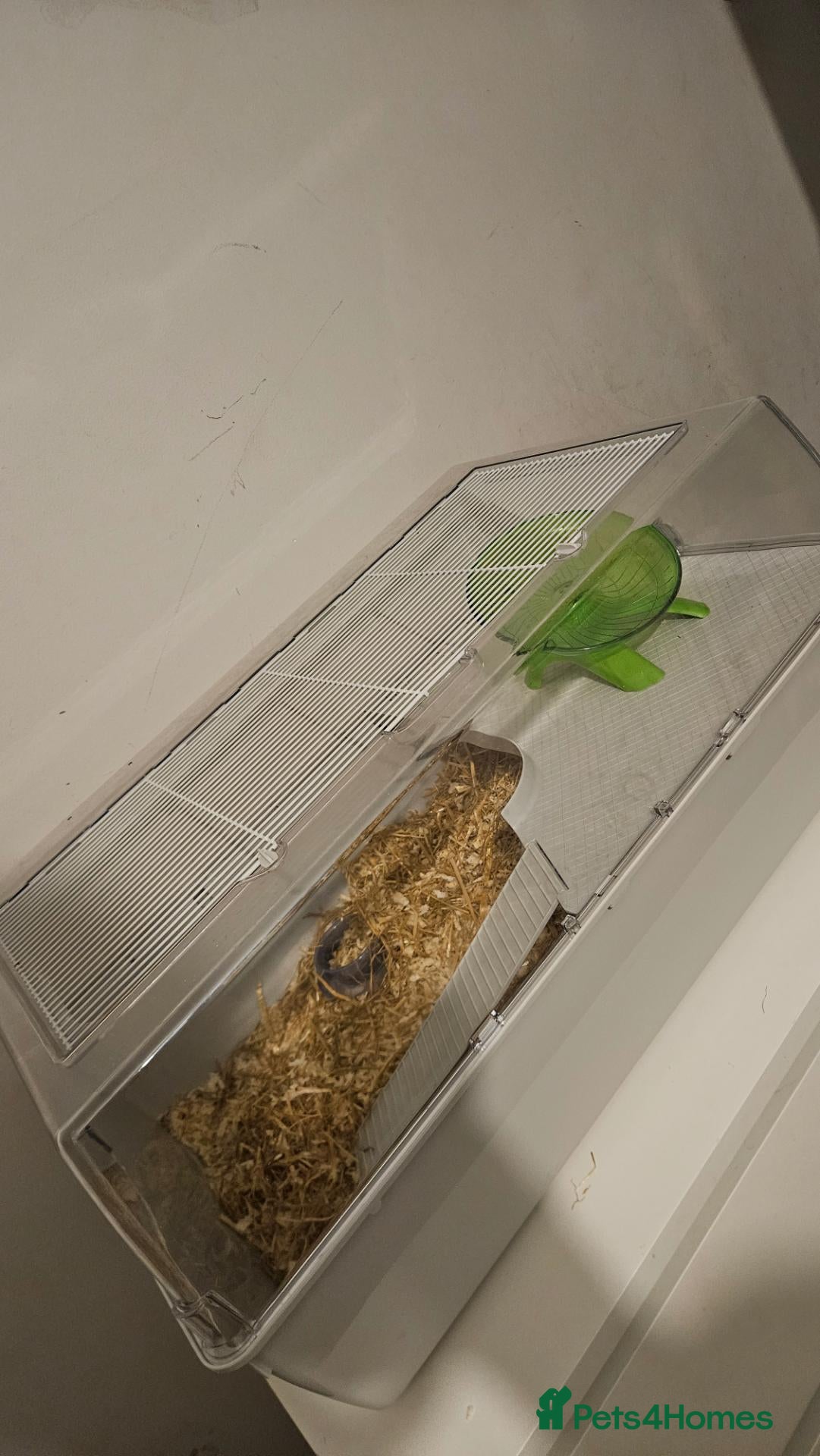 Hamster rodents 2 dwarf hamsters + cage  - Advert 3