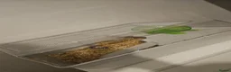Hamster rodents for sale: 2 dwarf hamsters + cage  in Prenton - Advert 1
