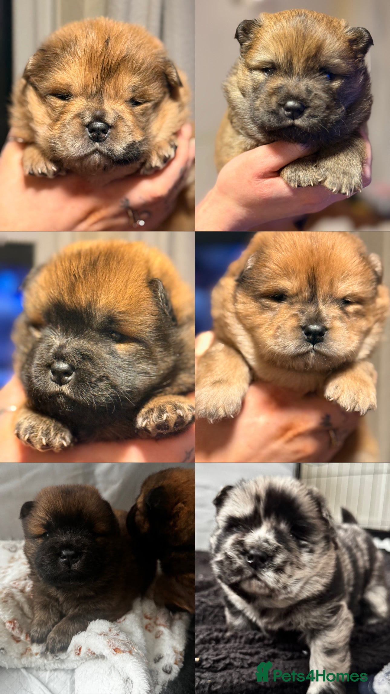 Chow Chow dogs Chow Chow Puppies - Advert 14