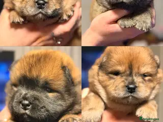 Chow Chow dogs Chow Chow Puppies - Advert 1