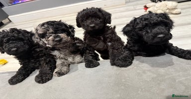 Labradoodle dogs - Advert 14