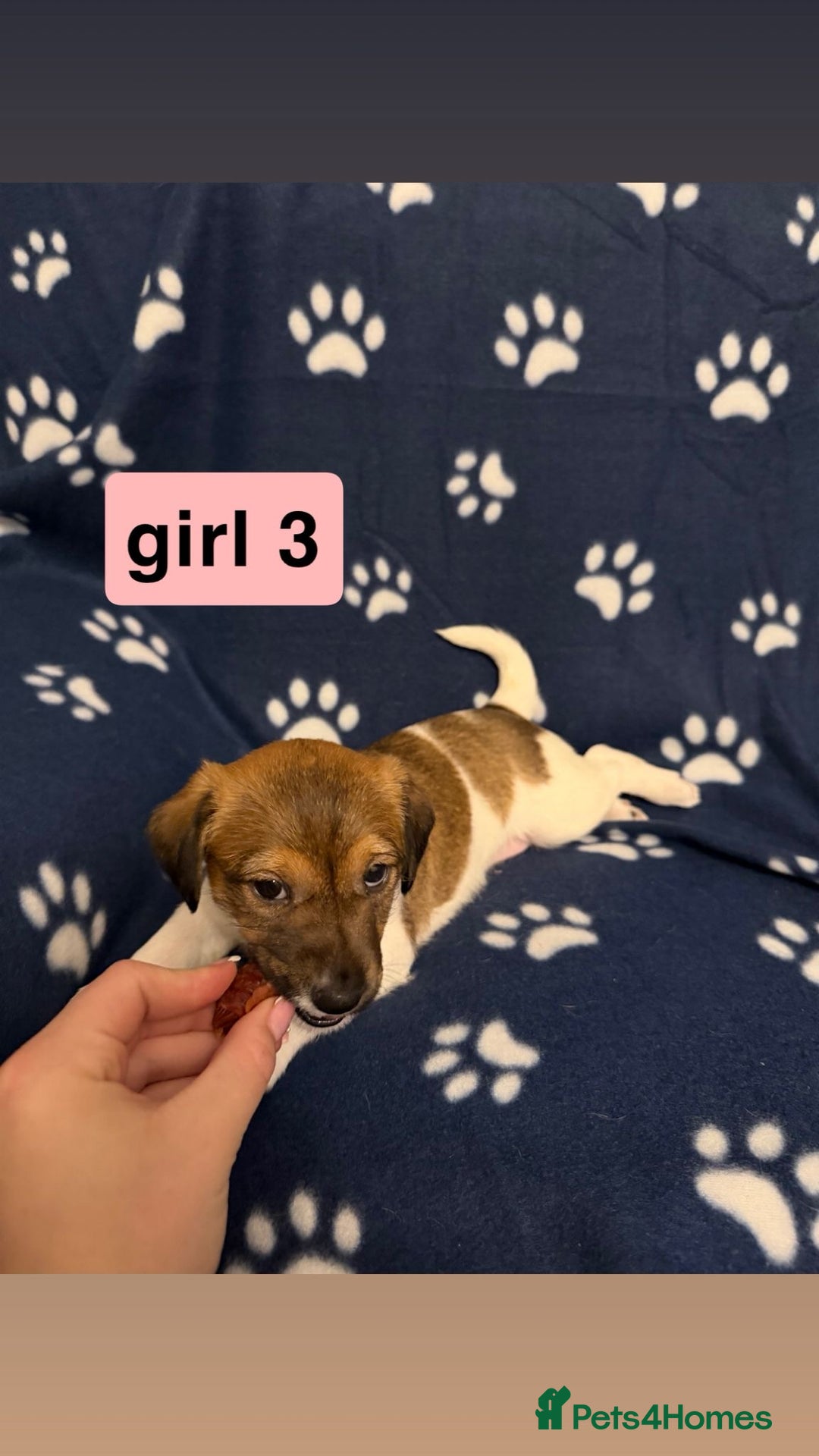 Jack Russell dogs for sale: Jack russel puppies - Advert 3