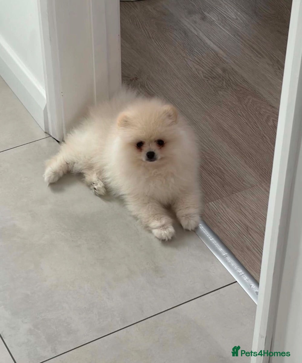 Pomeranian dogs Teddy Bear Pomeranian puppy male  - Advert 5