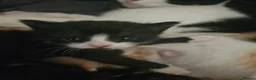 British Shorthair cats for sale: 3 beautiful kittens  - Advert 3